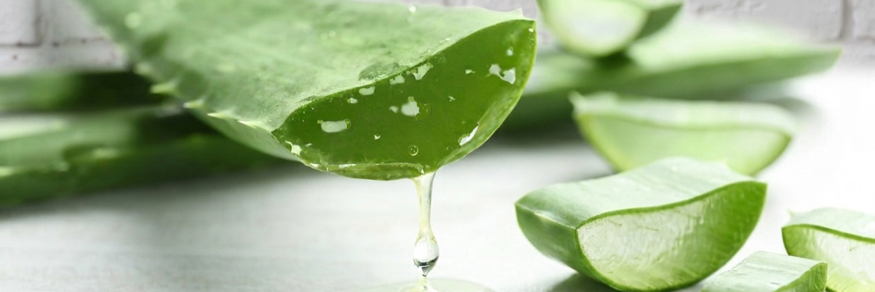 Aloe Vera aus Obermichelbach - Gabriele Pronath